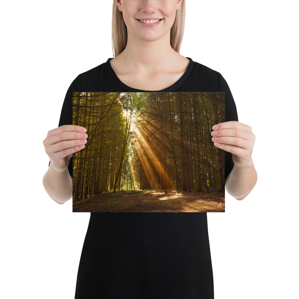 Sunbeams in a Forest Photo - Pine Trees