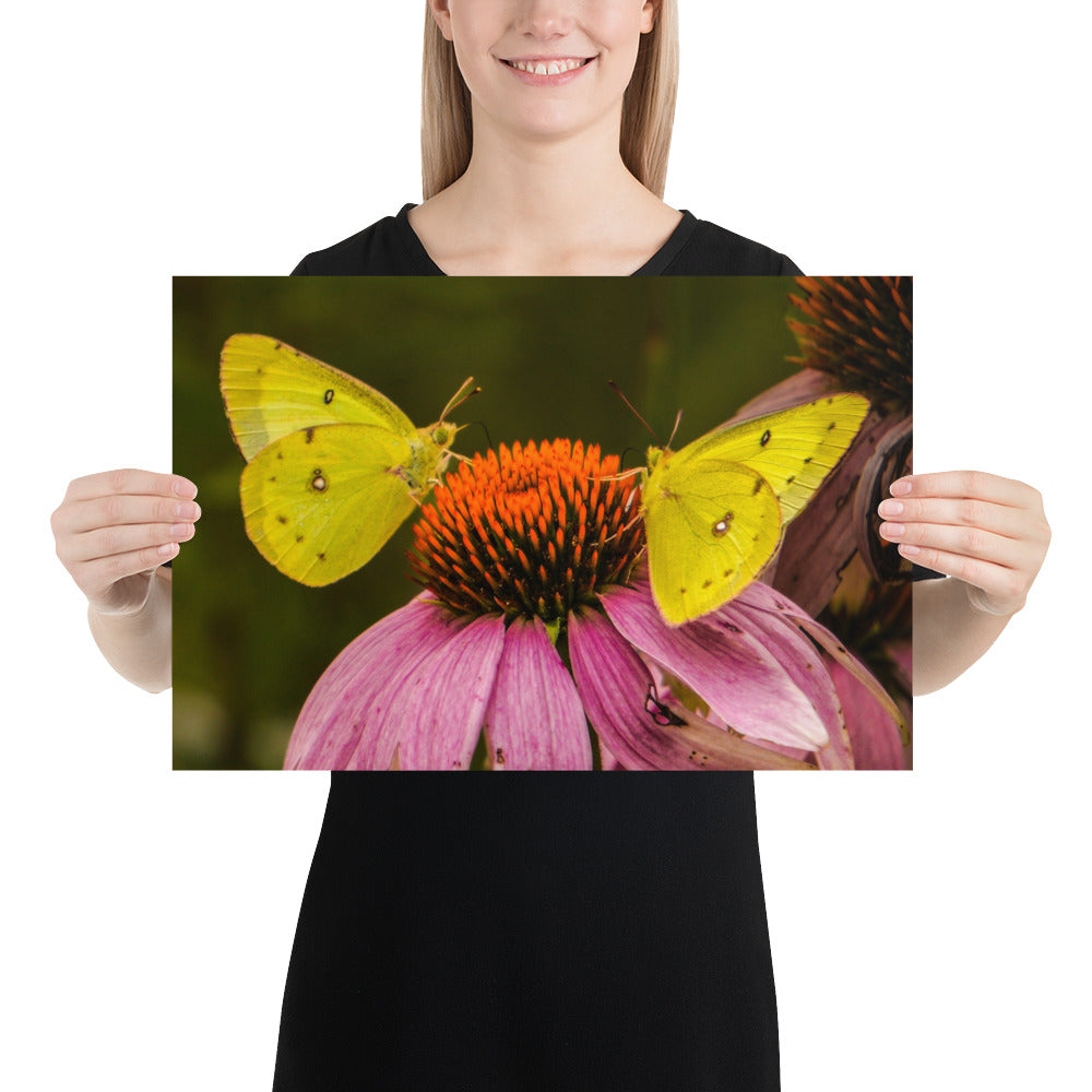 Orange Sulphur or Alfalfa Butterfly Photo Print Flower Wall Decor Image (Yellow)