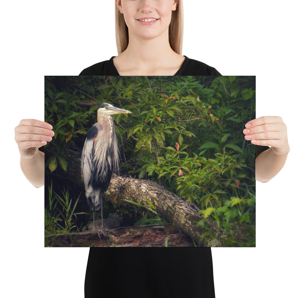 Heron Print Poster Photo