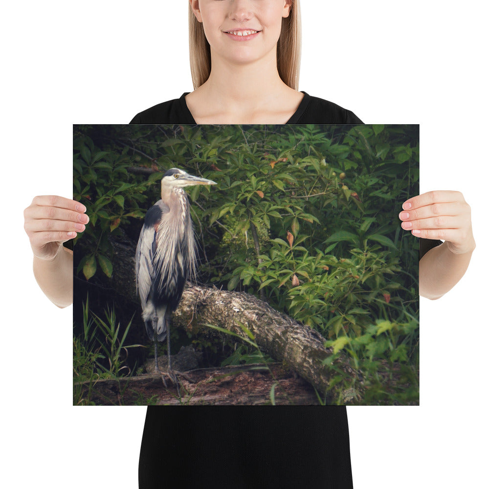 Heron Print Poster Photo