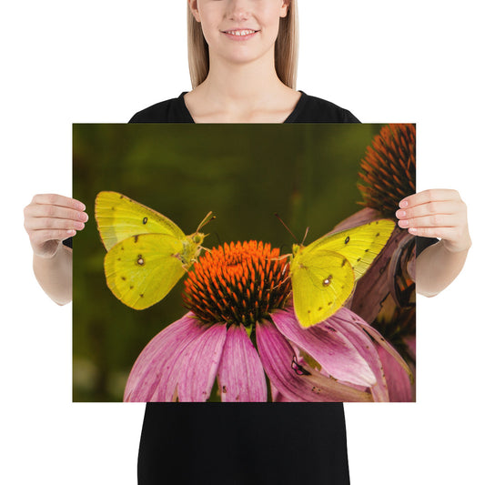 Orange Sulphur or Alfalfa Butterfly Photo Print Flower Wall Decor Image (Yellow)