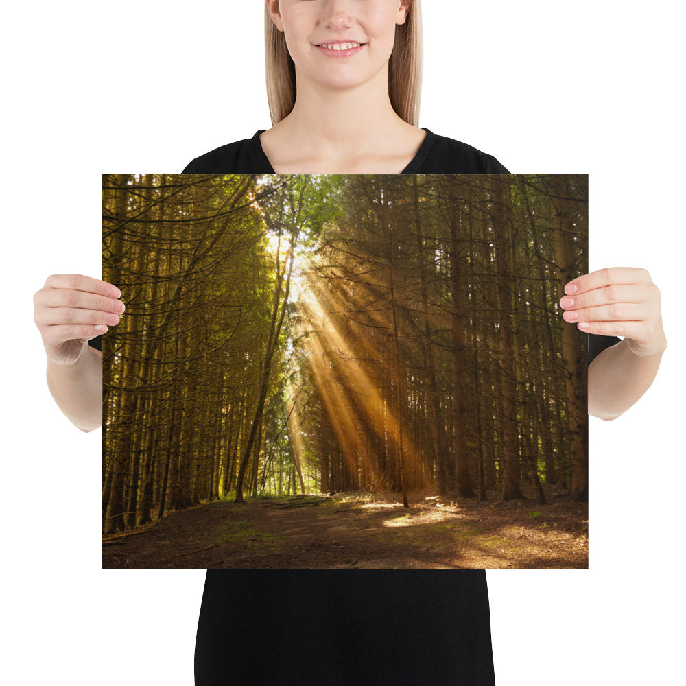 Sunbeams in a Forest Photo - Pine Trees