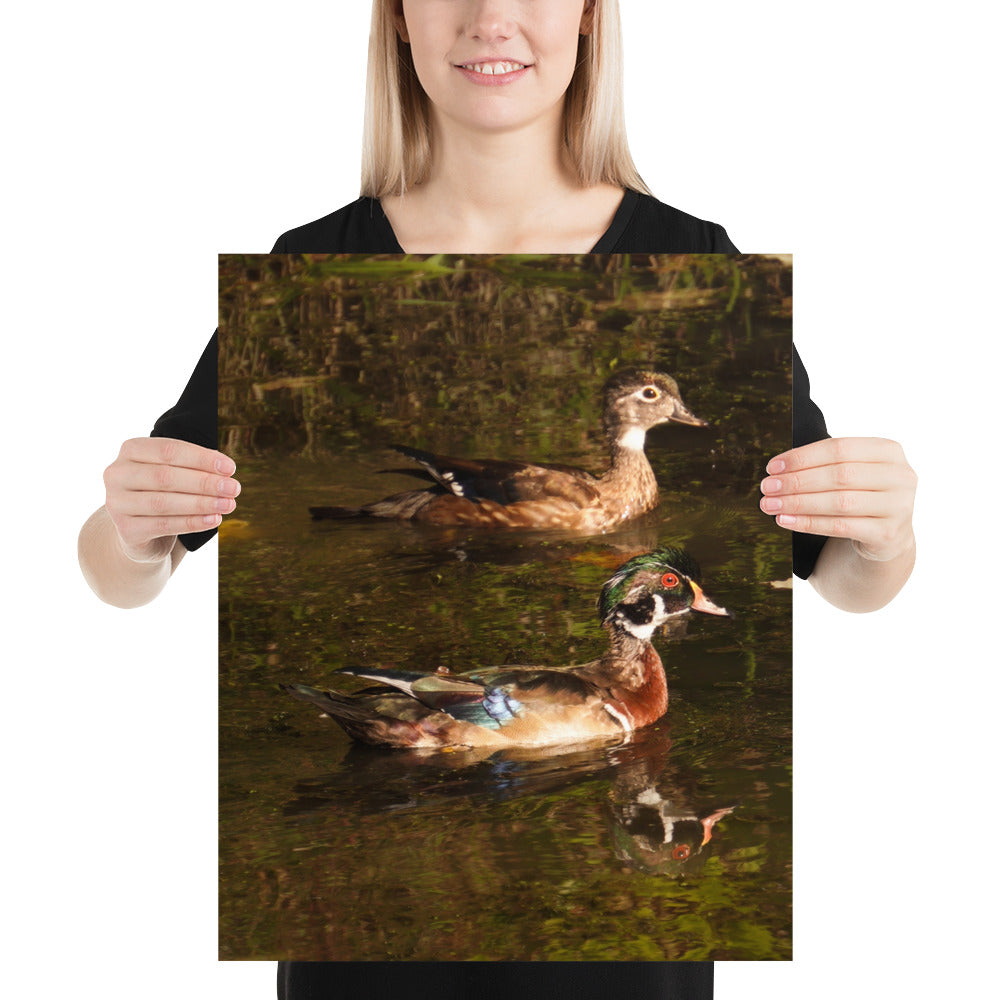 Photos of Wood Ducks