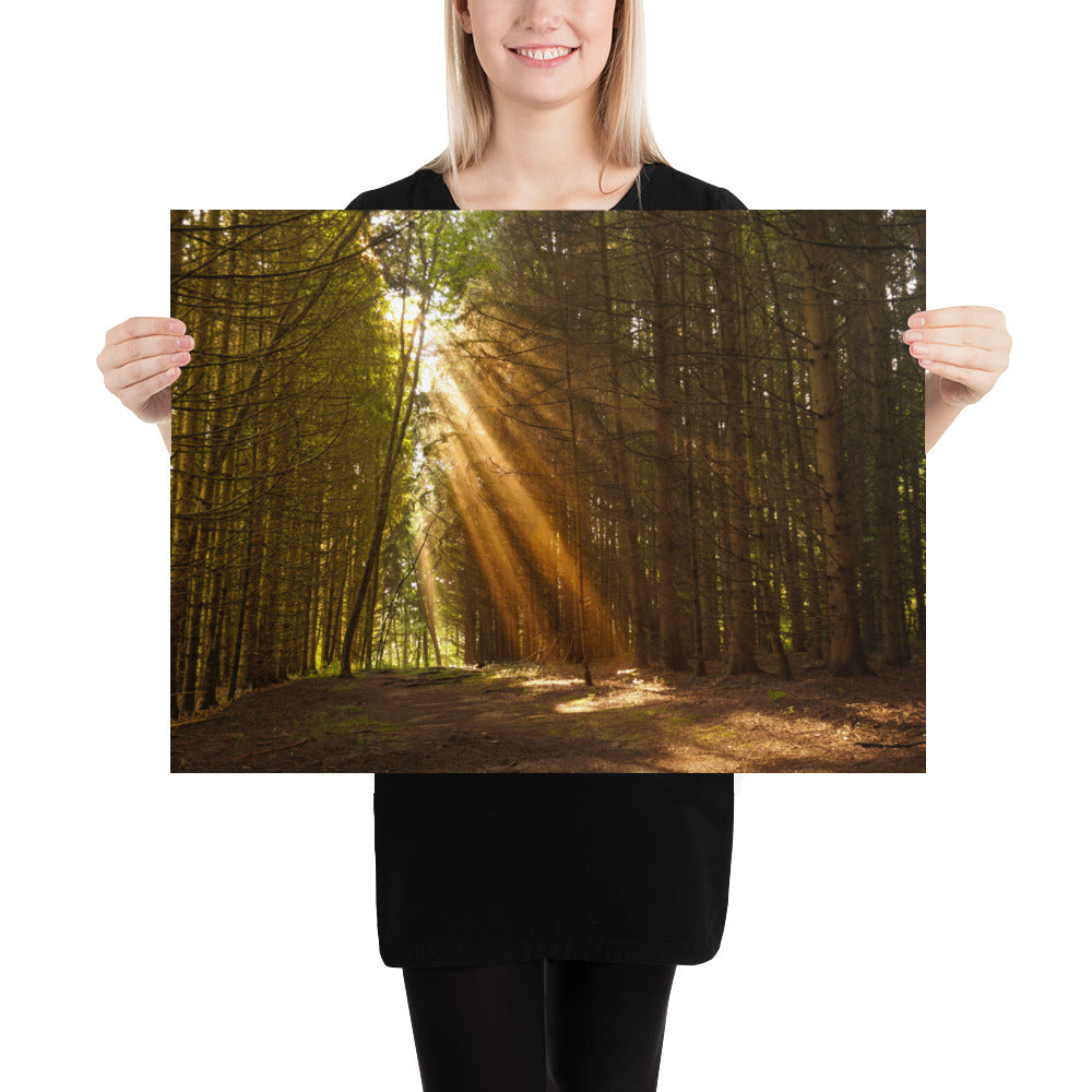 Sunbeams in a Forest Photo - Pine Trees