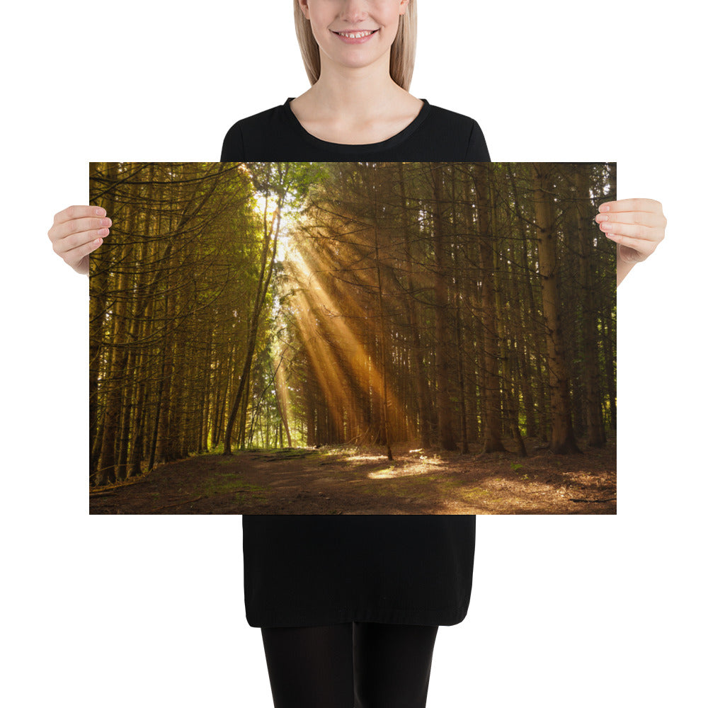 Sunbeams in a Forest Photo - Pine Trees