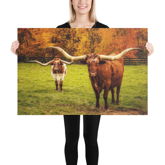 24x36 Longhorn Cow Photo Poster Print
