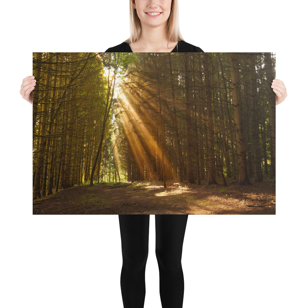 Sunbeams in a Forest Photo - Pine Trees