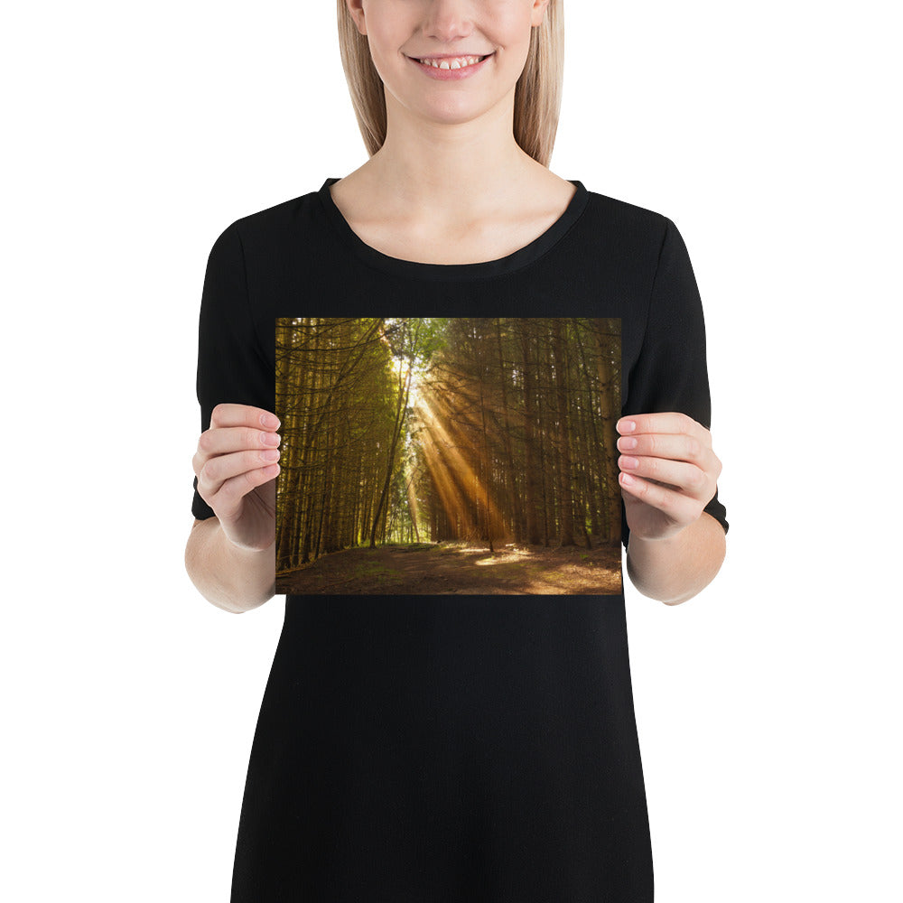 Sunbeams in a Forest Photo - Pine Trees