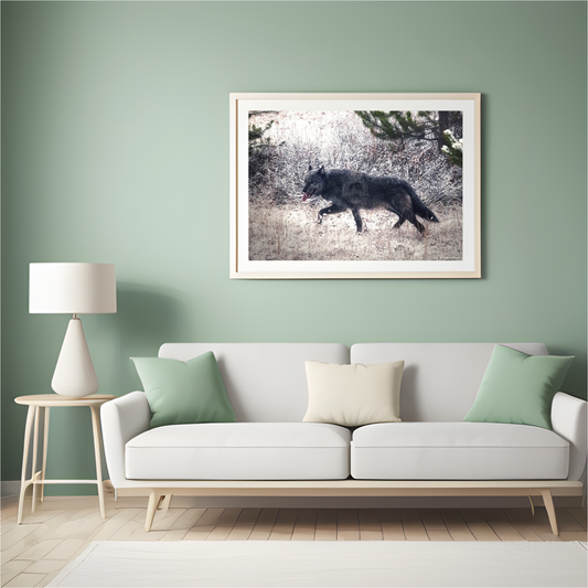 Dark Grey Wolf Photo Yellowstone National Park