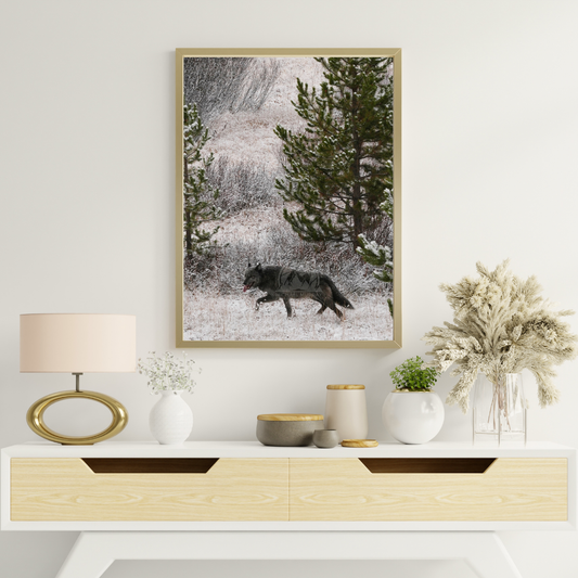 Wild Wolf Photo Yellowstone National Park