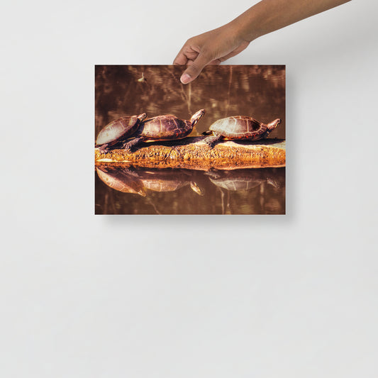 Gift a Picture: 3 Turtle Print