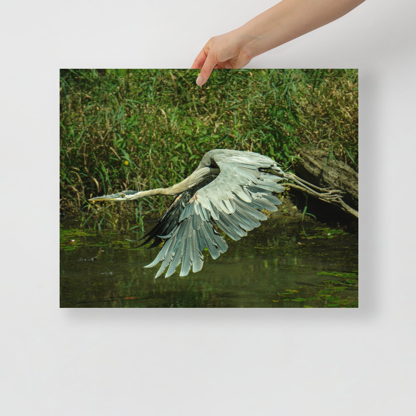 Gliding Heron Print