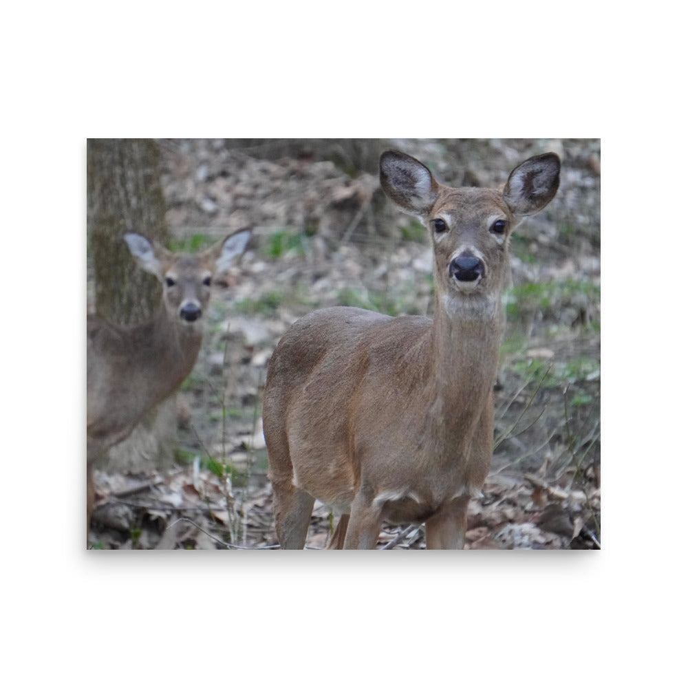 Deer Photo Gift Idea for Him or Her