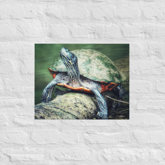 Turtle on a Log Print