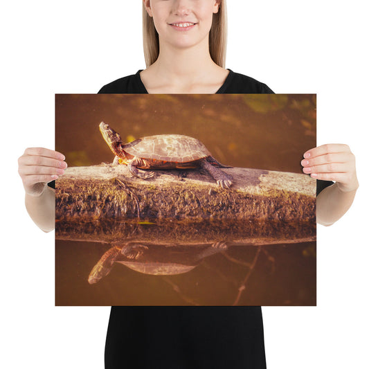 Fun in the Sun Turtle Print
