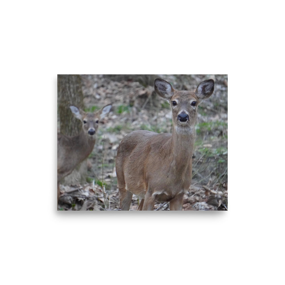 Deer Photo Gift Idea for Him or Her