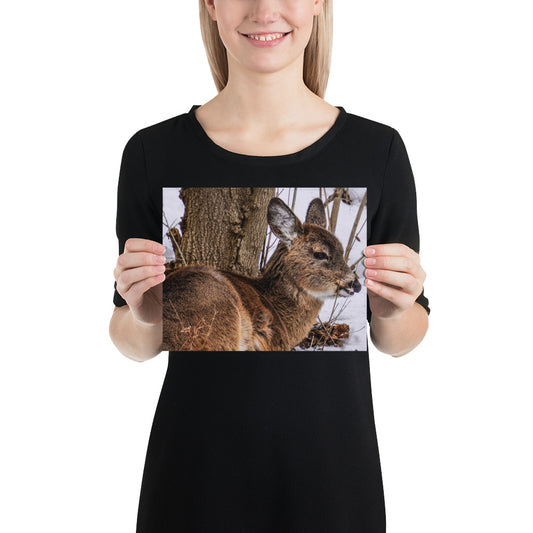 Deer Photo Gift