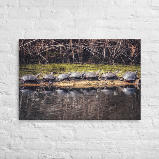 7 Turtle Photo Gift on Canvas (Thin)